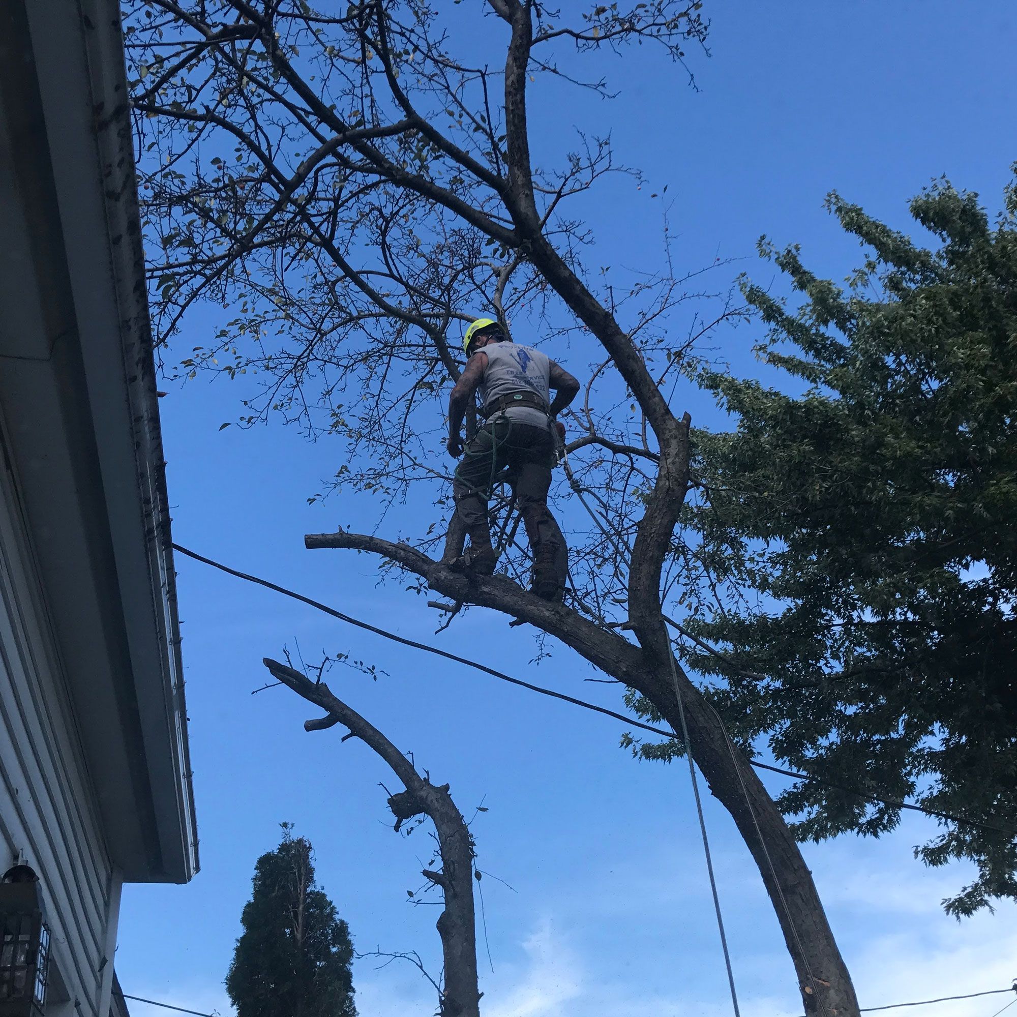 Emergency Tree Services