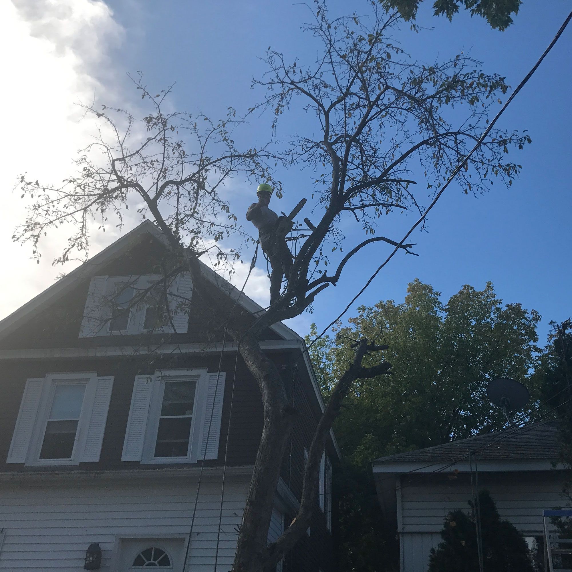 Trimming and Pruning
