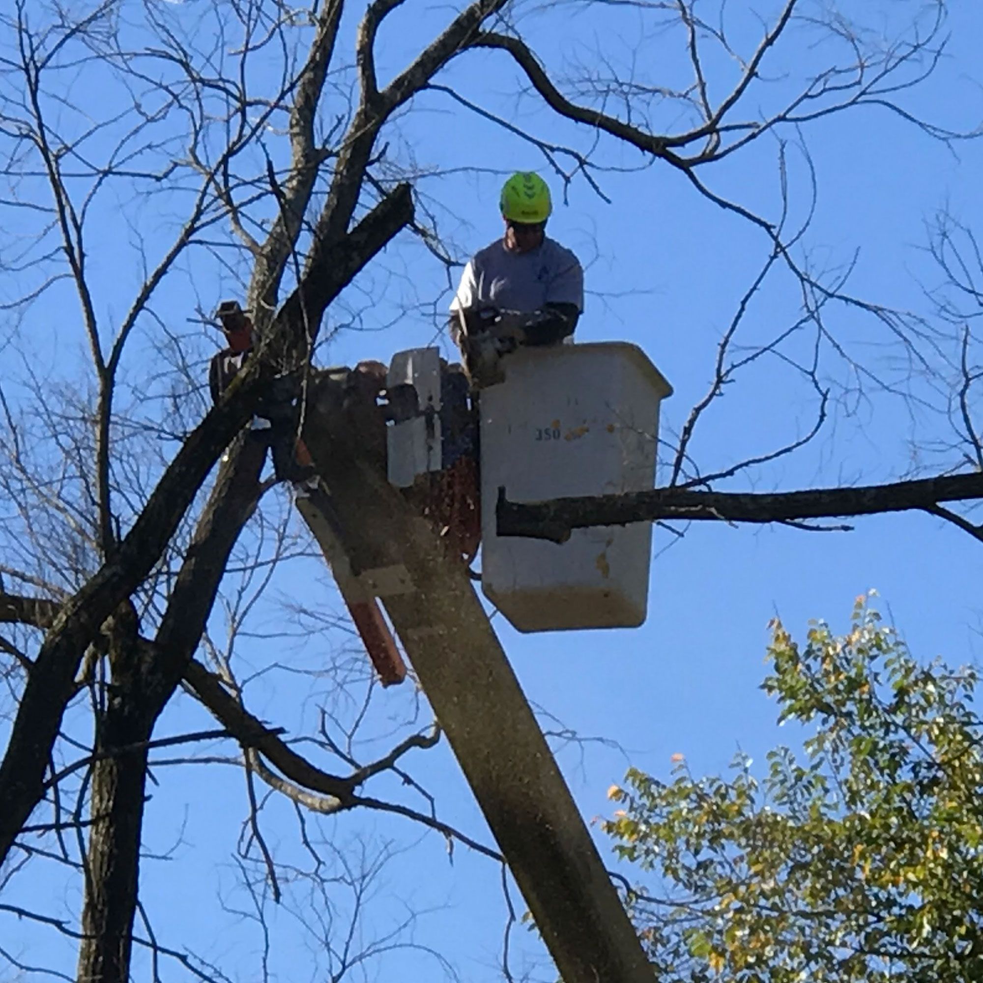 Tree and Limb Removal